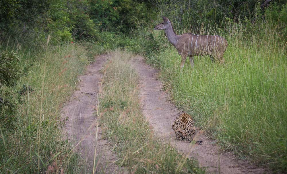 Kosie Max2 Kosie Max2