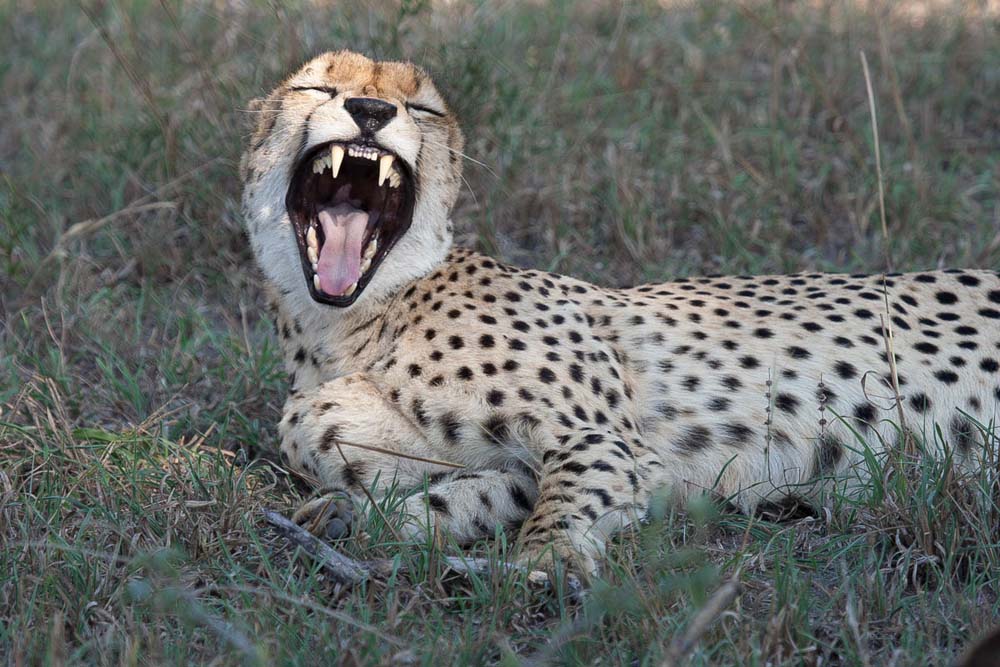 06Cheetah Yawn 06Cheetah Yawn