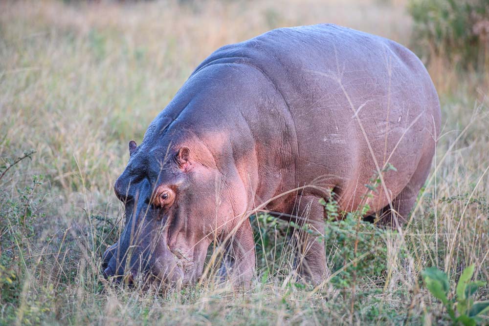 07Mike Palmer Hippo Tintswalu 07Mike Palmer Hippo Tintswalu