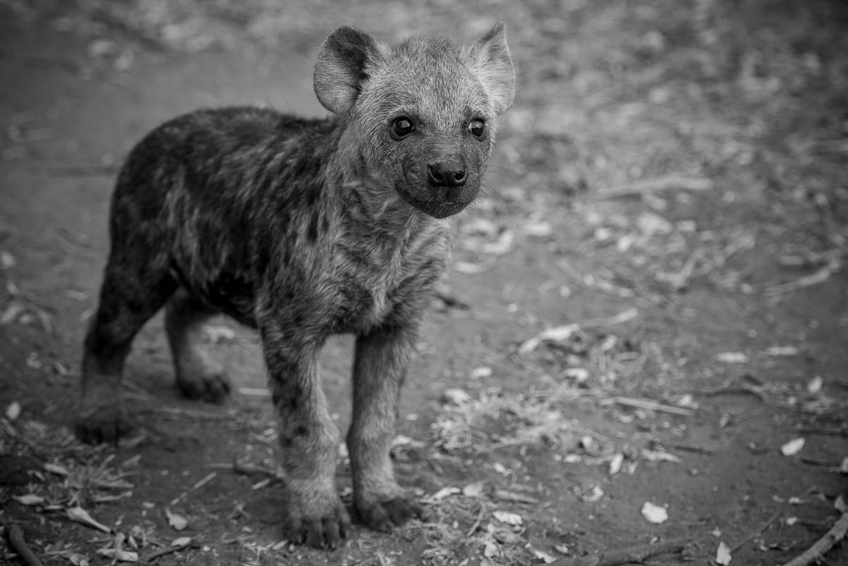 01Mike Palmer Hyena Cub 01Mike Palmer Hyena Cub
