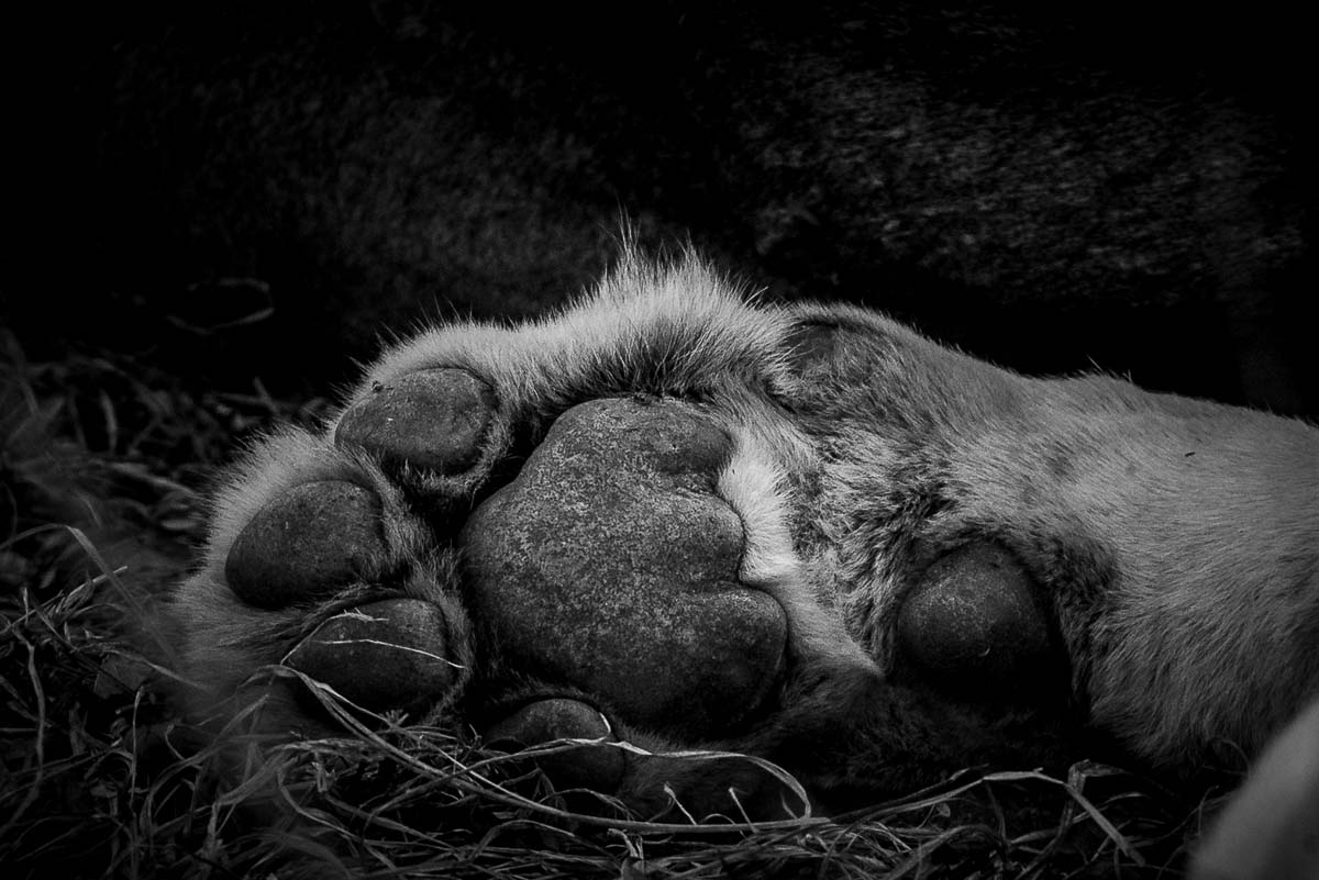 02Mike Palmer Lion Paw 02Mike Palmer Lion Paw