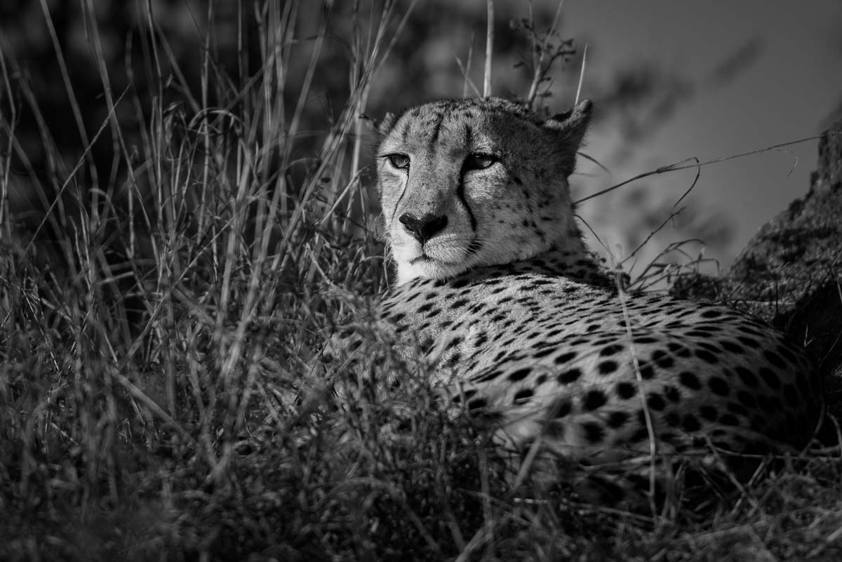 04Mike Palmer Cheetah Profile 04Mike Palmer Cheetah Profile
