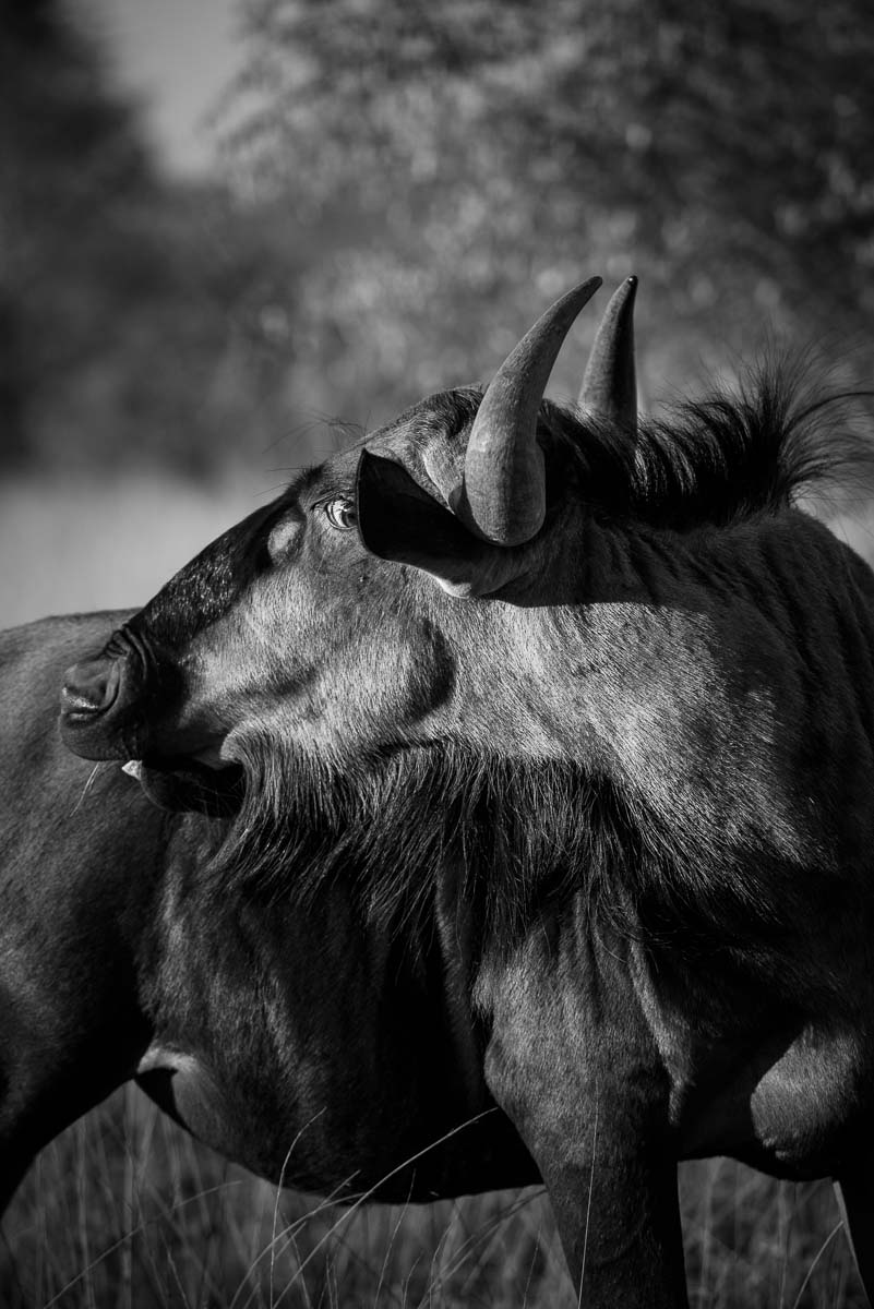 10Mike Palmer Wildebeest2 10Mike Palmer Wildebeest2