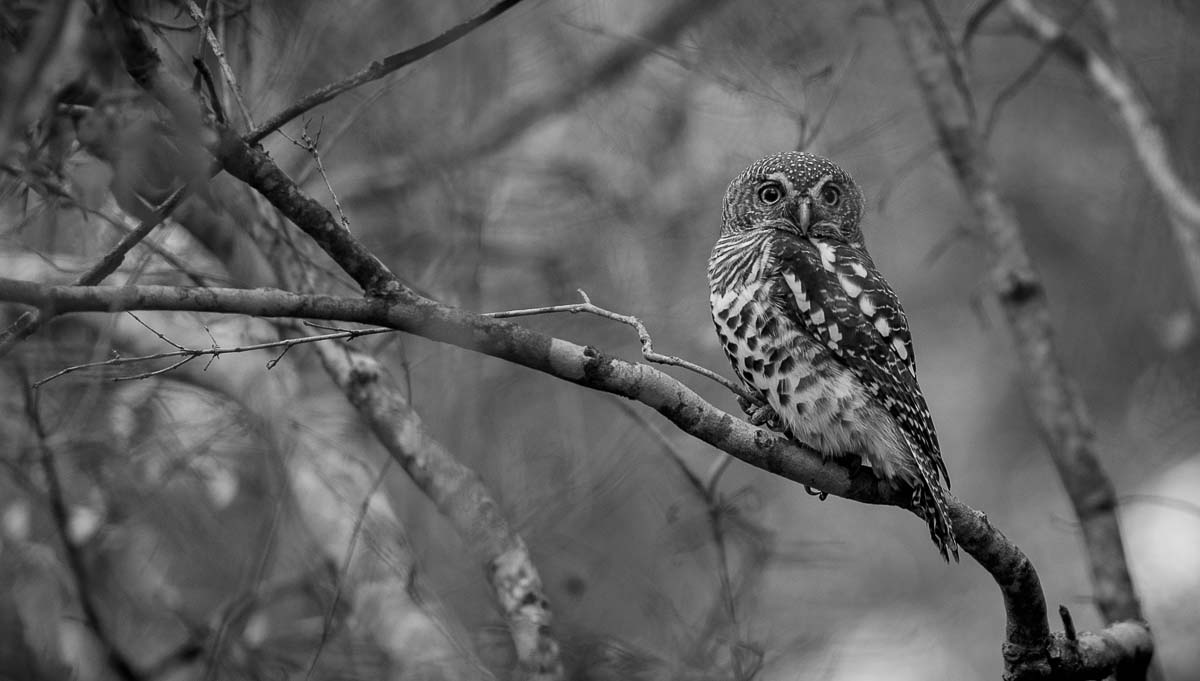 01Mike Palmer Barred Owlet 01Mike Palmer Barred Owlet
