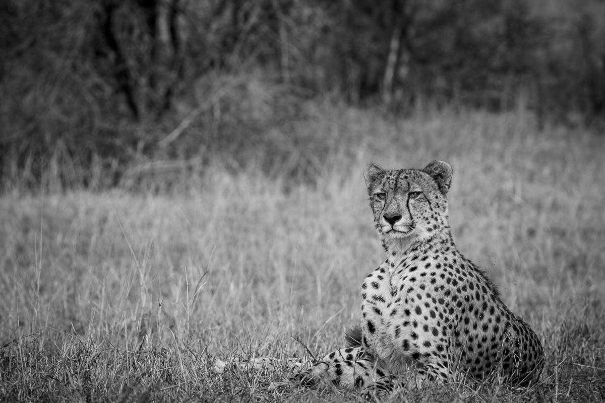 03Mike Palmer Cheetah Mgiba 03Mike Palmer Cheetah Mgiba