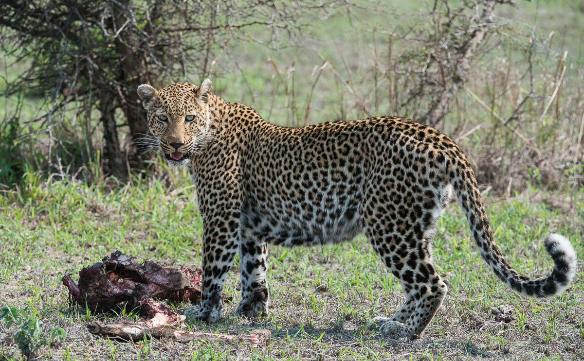 20Terry Ennever Ww Hyenas17 20Terry Ennever Ww Hyenas17