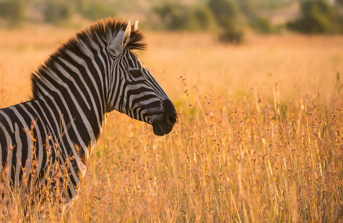 01Terry Ennever Zebra Sunset 01Terry Ennever Zebra Sunset