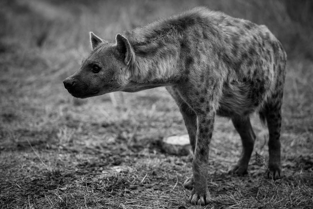 03Mike Palmer SP Hyena1 180915 03Mike Palmer SP Hyena1 180915