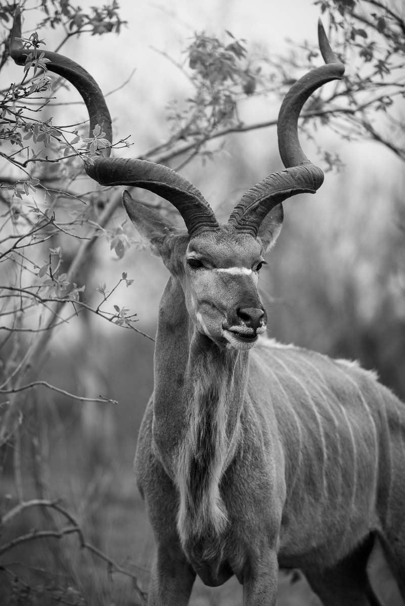 05Mike Palmer Kudu 190915 05Mike Palmer Kudu 190915