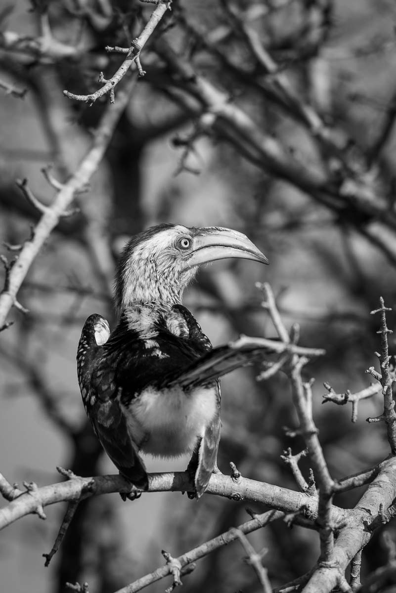09Mike Palmer Hornbill 09Mike Palmer Hornbill