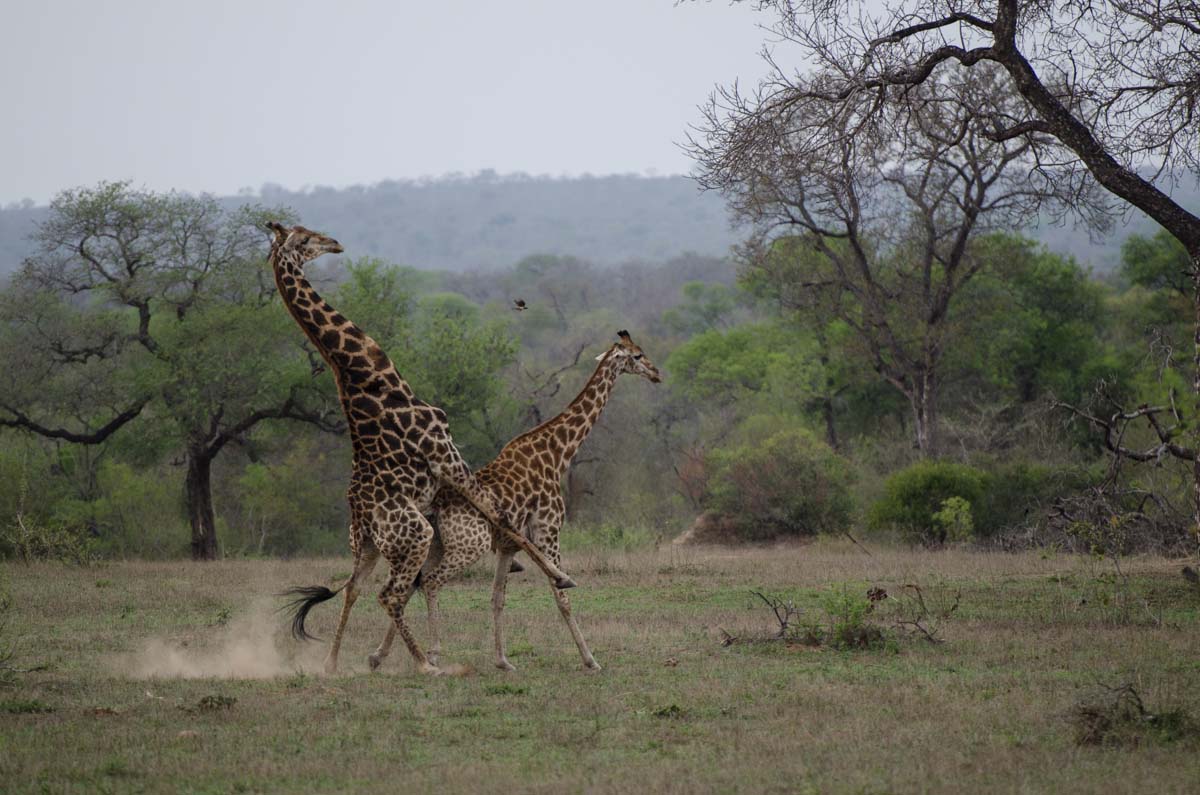 11Mike L Giraffe Mating 11Mike L Giraffe Mating