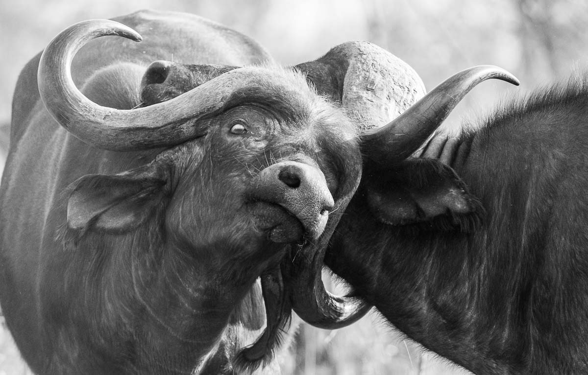 11Terry Ennever Buffalo Fight 11Terry Ennever Buffalo Fight