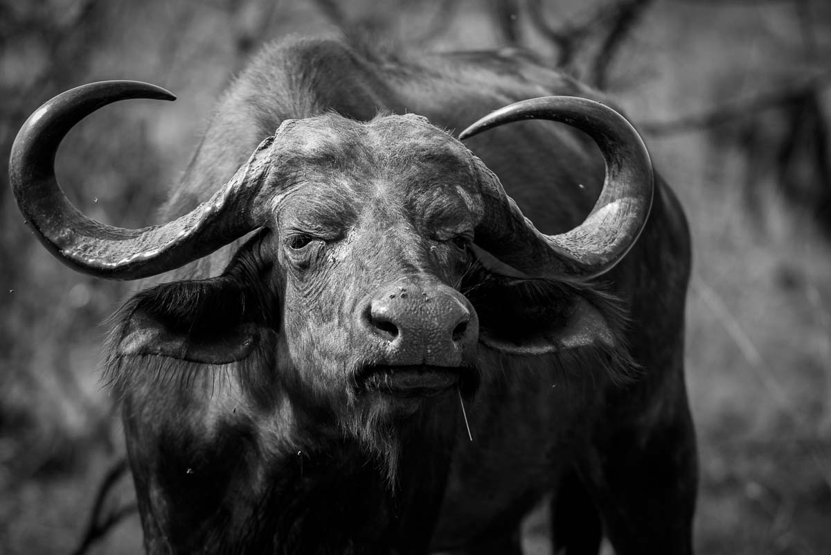 01Mike Palmer Buff Bull 01Mike Palmer Buff Bull