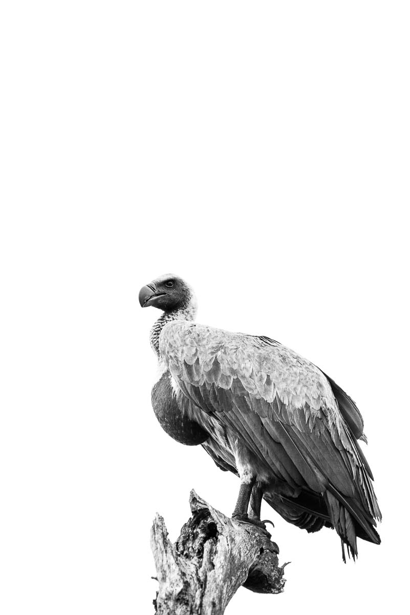09Mike Palmer Vulture 181015 09Mike Palmer Vulture 181015