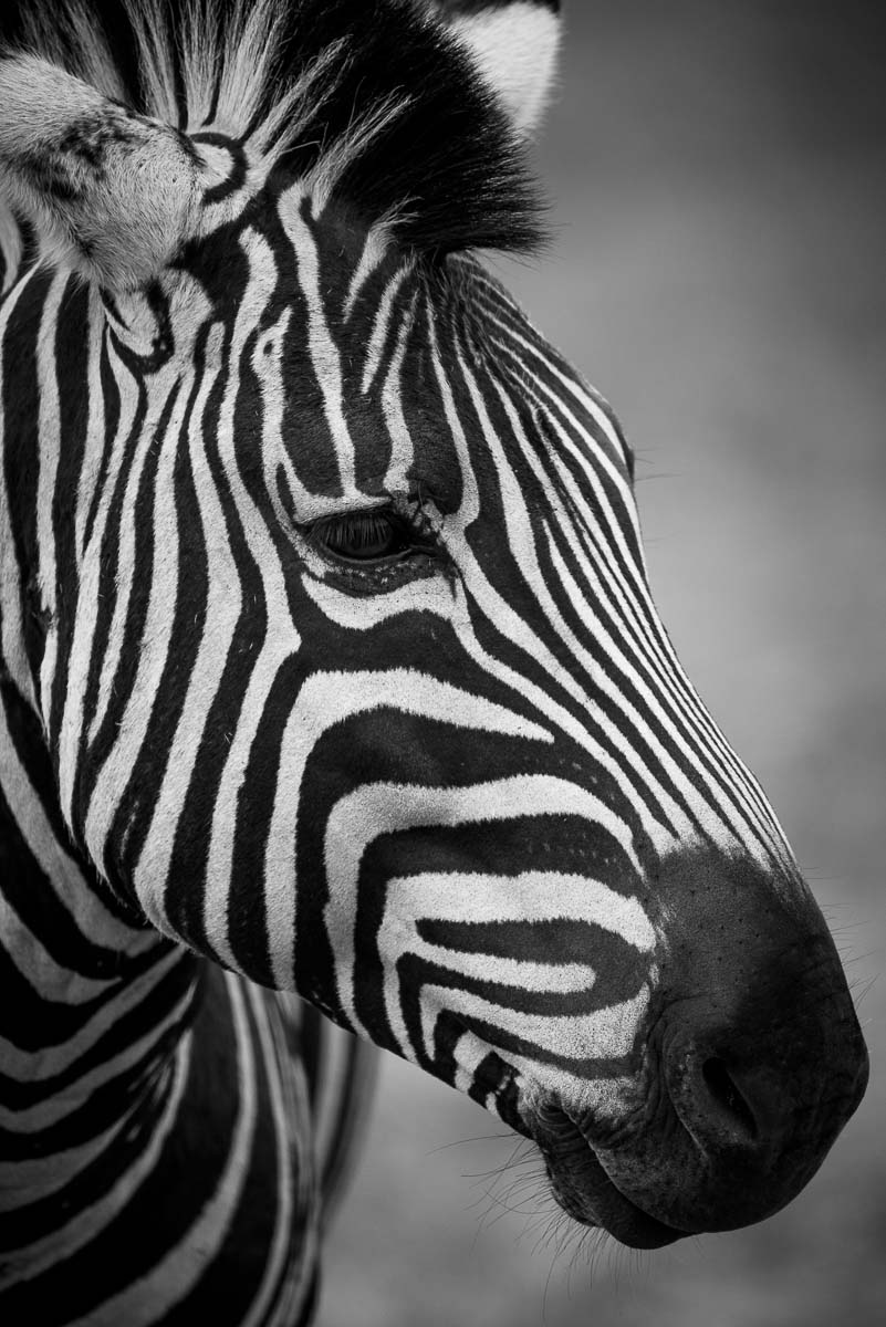 10Mike Palmer Zebra 161015 10Mike Palmer Zebra 161015