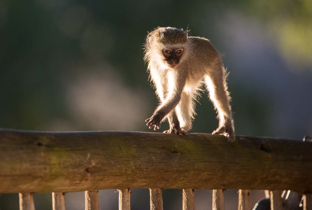 07Terry Ennever Vervet Monkey 6 8 15 07Terry Ennever Vervet Monkey 6 8 15