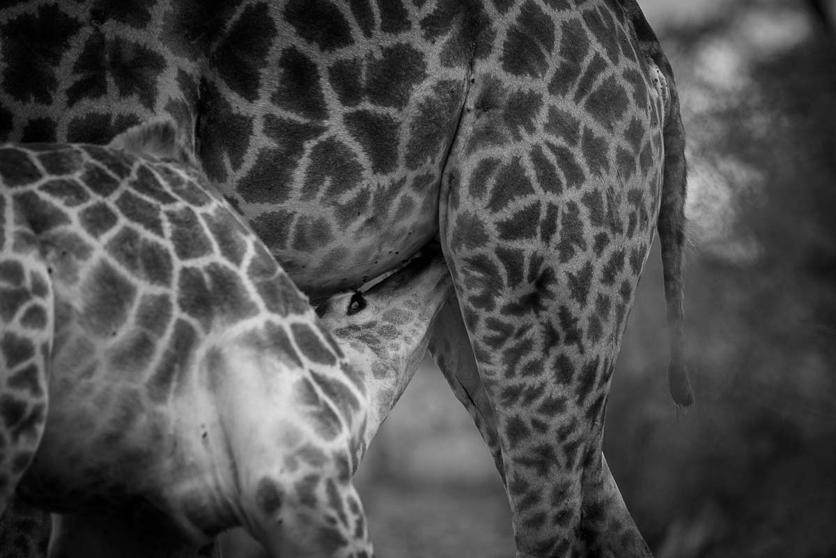 04Mike Palmer Giraffe 170116 1 04Mike Palmer Giraffe 170116 1