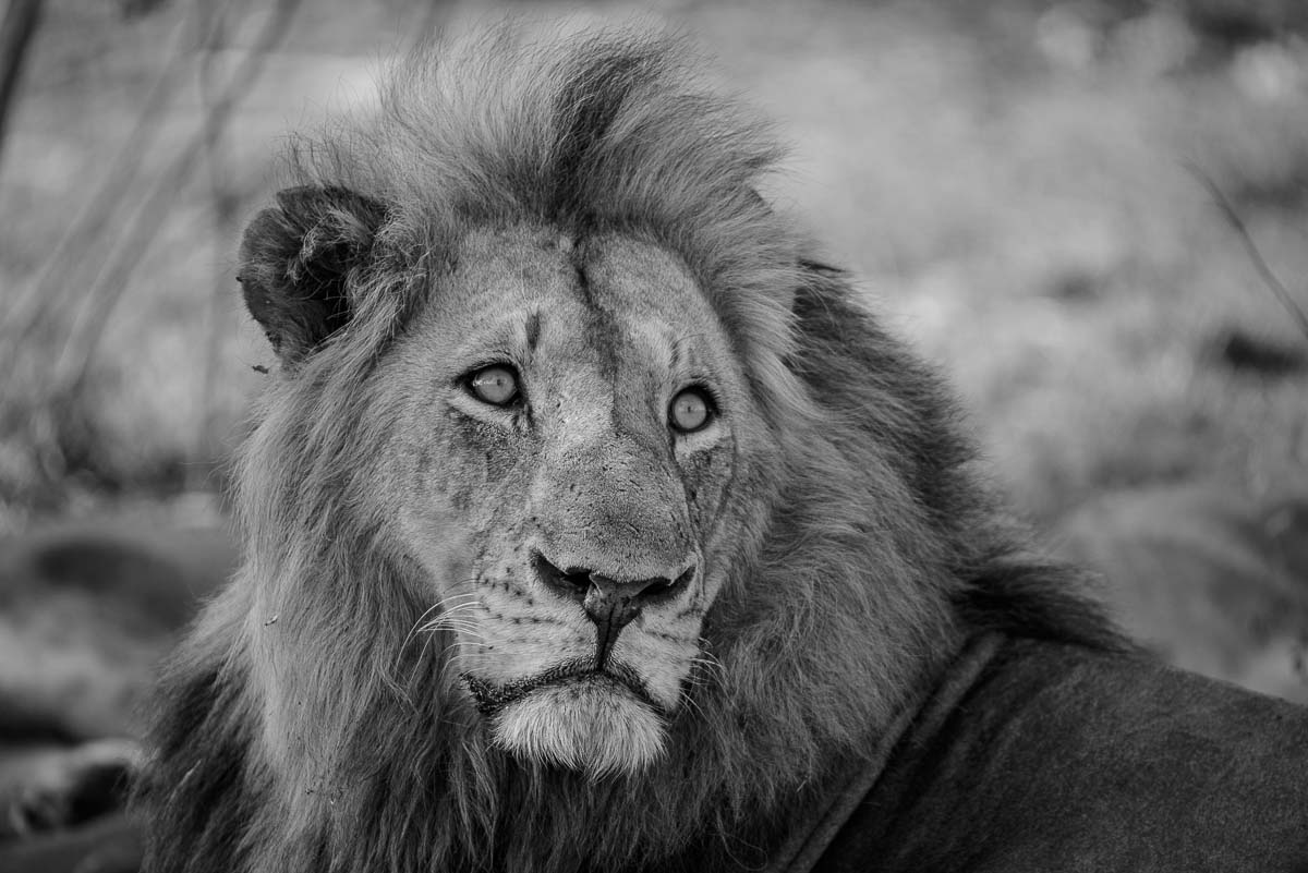 04Mike Palmer Lion 220116 04Mike Palmer Lion 220116