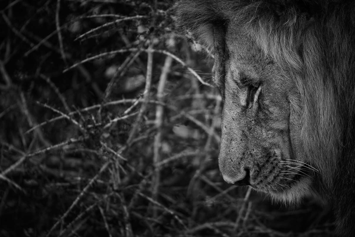 09Mike Palmer Charleston Lion 191215 09Mike Palmer Charleston Lion 191215
