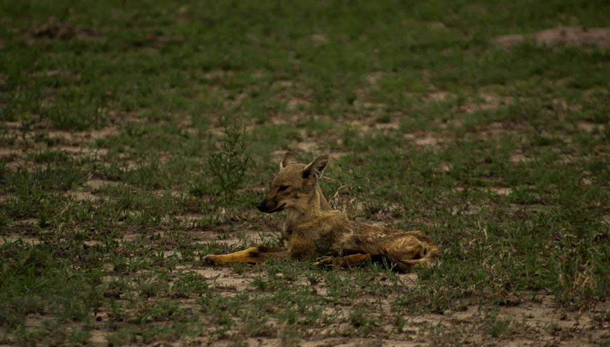 01Sheldon Hooper Jackal 01Sheldon Hooper Jackal