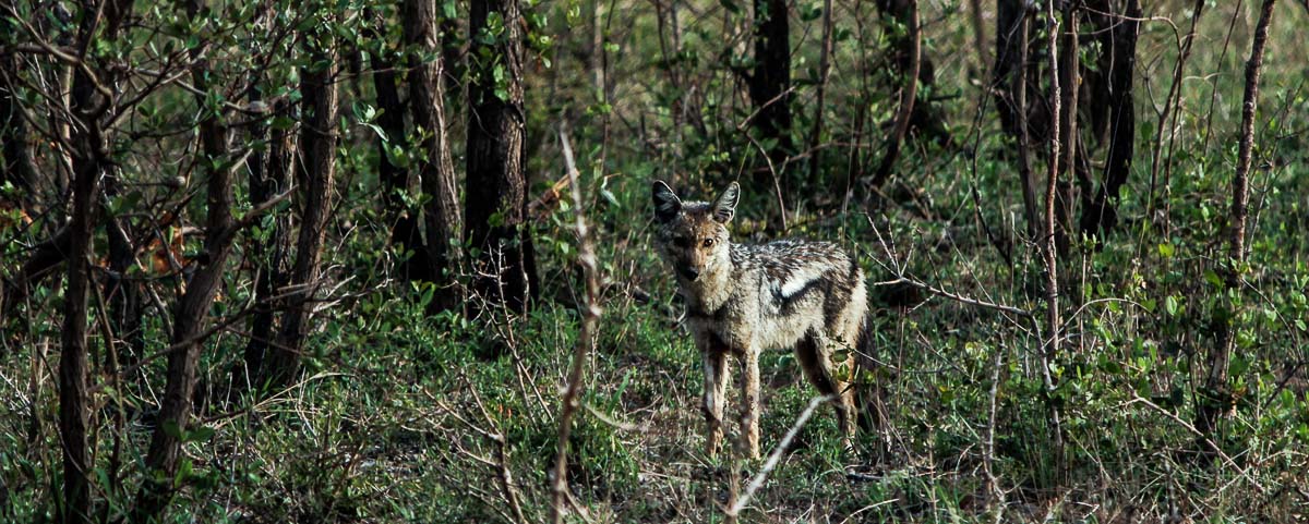02Sheldon Hooper Jackal 2 02Sheldon Hooper Jackal 2