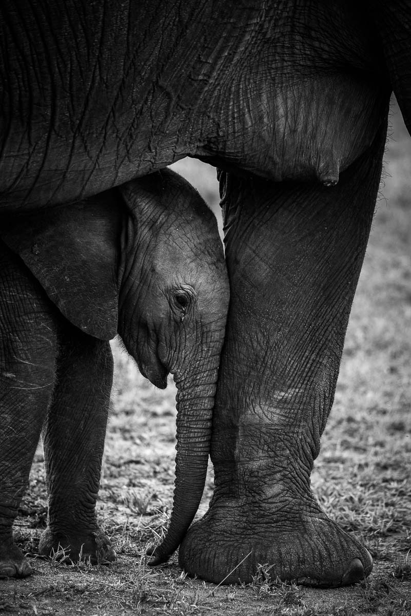 04Mike Palmer Ellies 200216 04Mike Palmer Ellies 200216