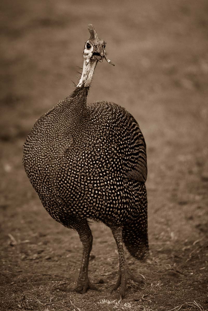 05Mike Palmer Guineefowl 160216 05Mike Palmer Guineefowl 160216