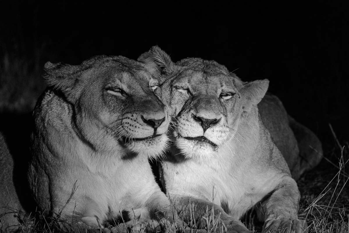 08Mike Palmer Lionesses 100216 08Mike Palmer Lionesses 100216