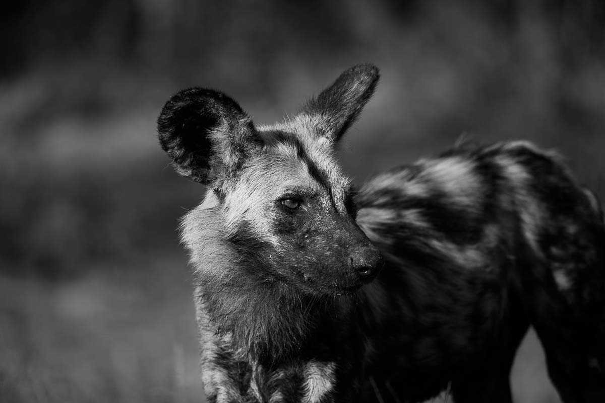 09Mike Palmer Wild Dogs 300416 3 09Mike Palmer Wild Dogs 300416 3