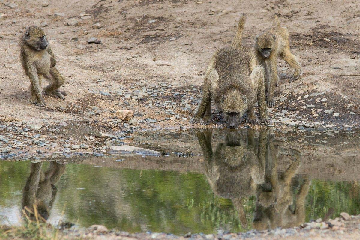 13Franscois Rosslee Baboon 1 13Franscois Rosslee Baboon 1