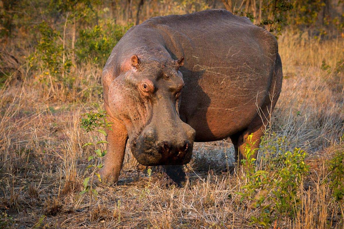 14Franscois Rosslee Hippo 1 14Franscois Rosslee Hippo 1