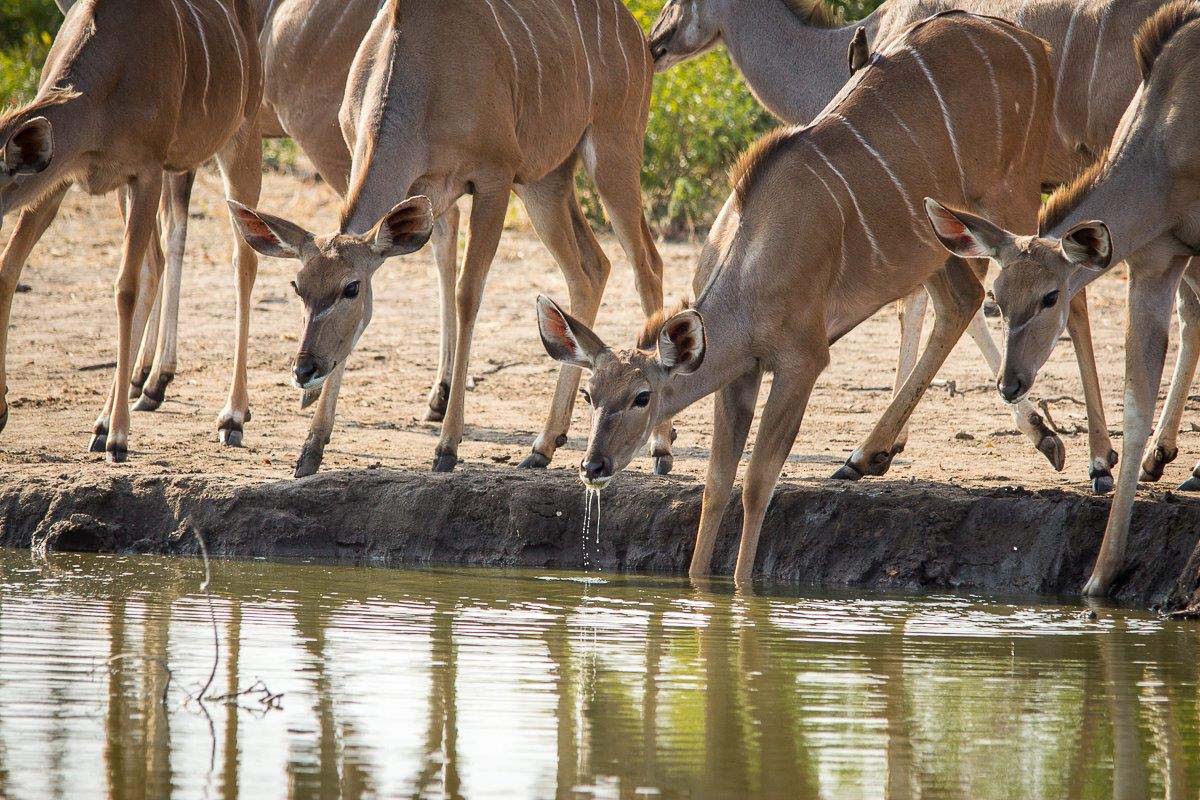 16Franscois Rosslee Kudu 1 16Franscois Rosslee Kudu 1