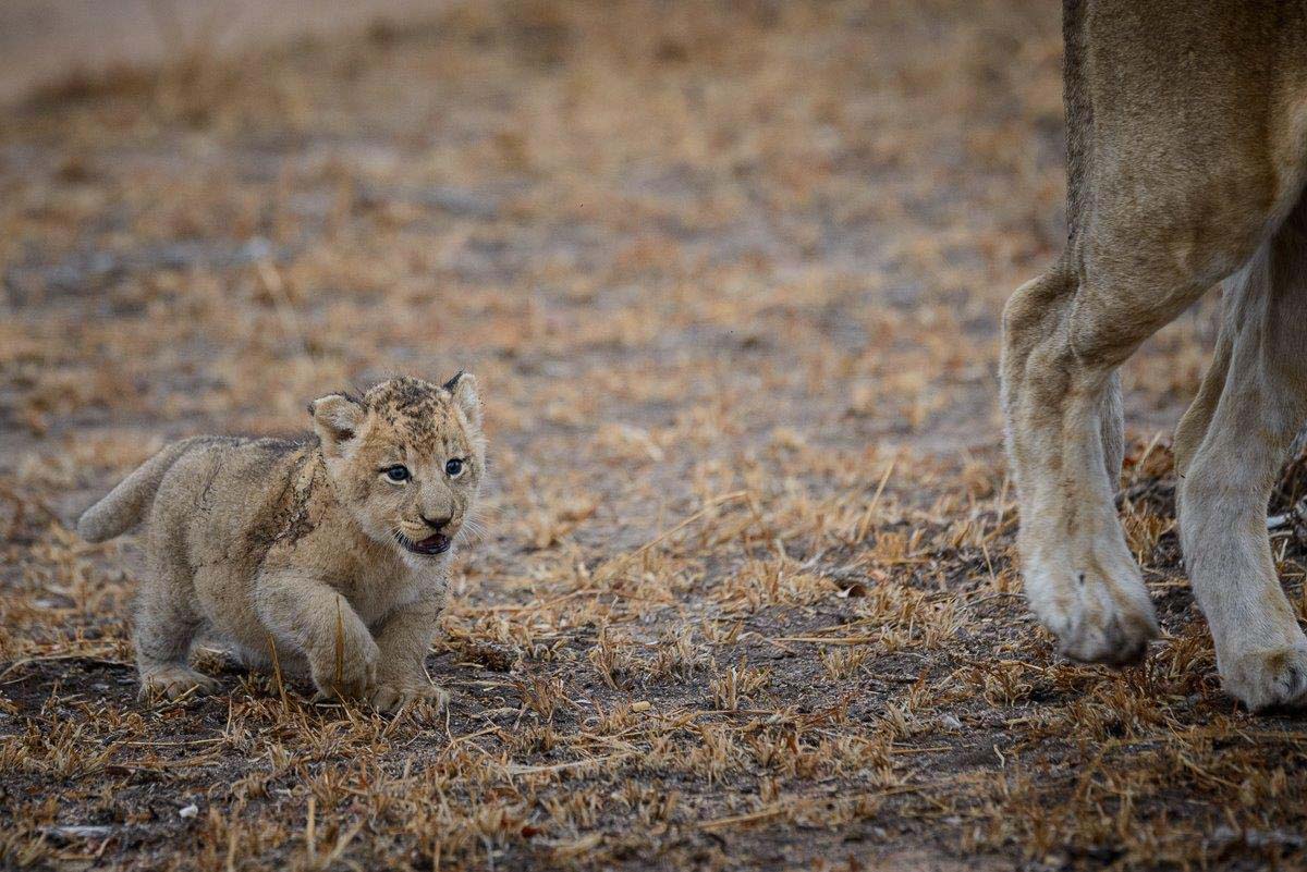 03Mike Palmer Floppy Ear Cubs 260716 3 03Mike Palmer Floppy Ear Cubs 260716 3