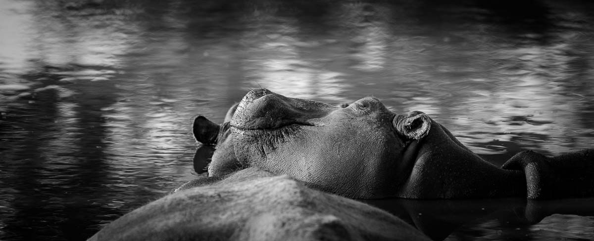 03Mike Palmer Hippo 210616 1 03Mike Palmer Hippo 210616 1