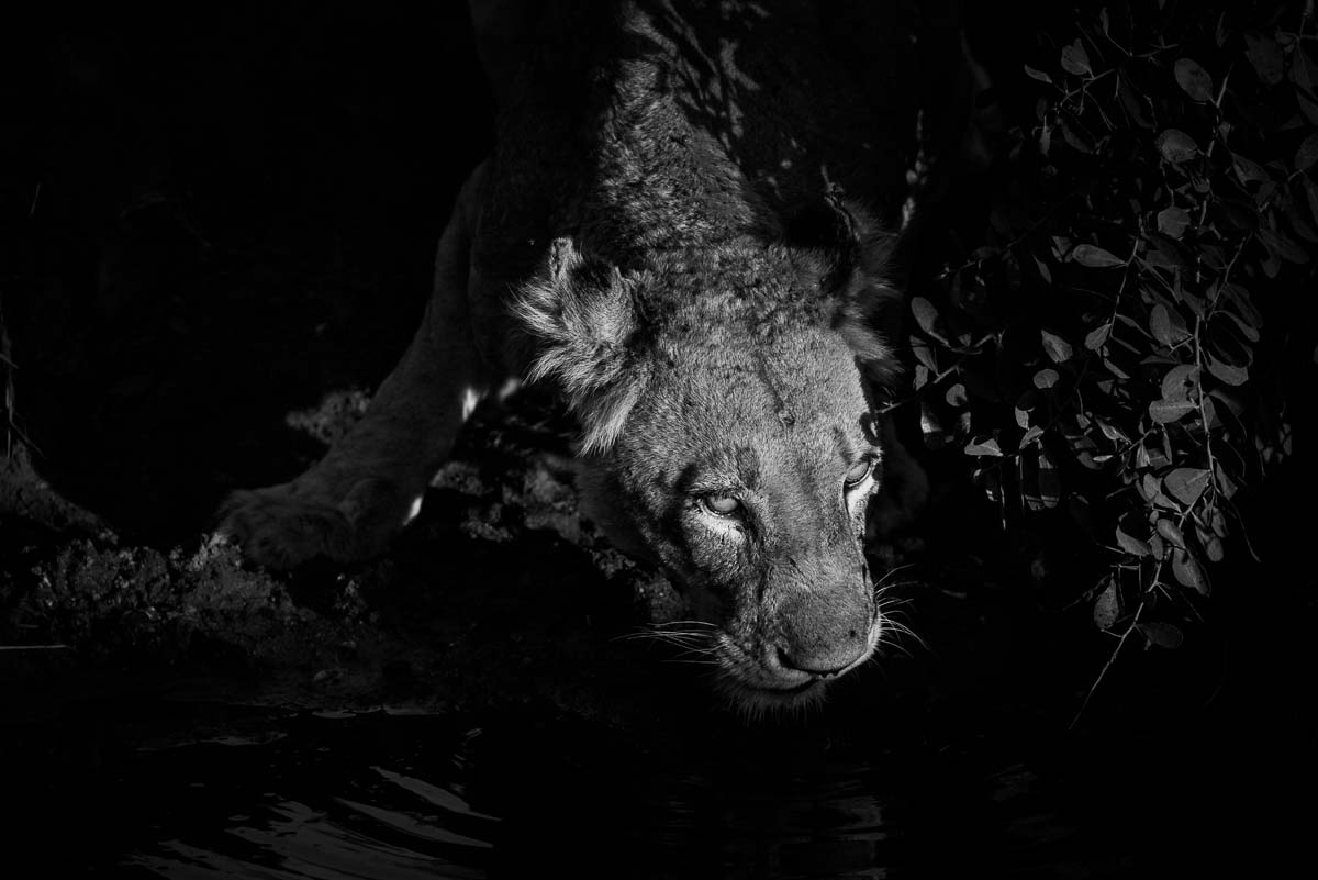03Mike Palmer SP Lioness 100616 2 03Mike Palmer SP Lioness 100616 2