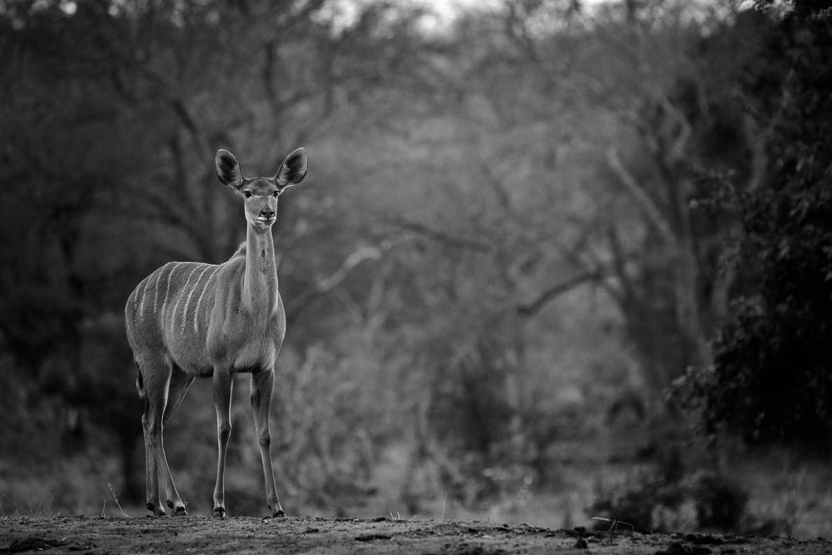 04Mike Palmer Kudu 130616 1 04Mike Palmer Kudu 130616 1