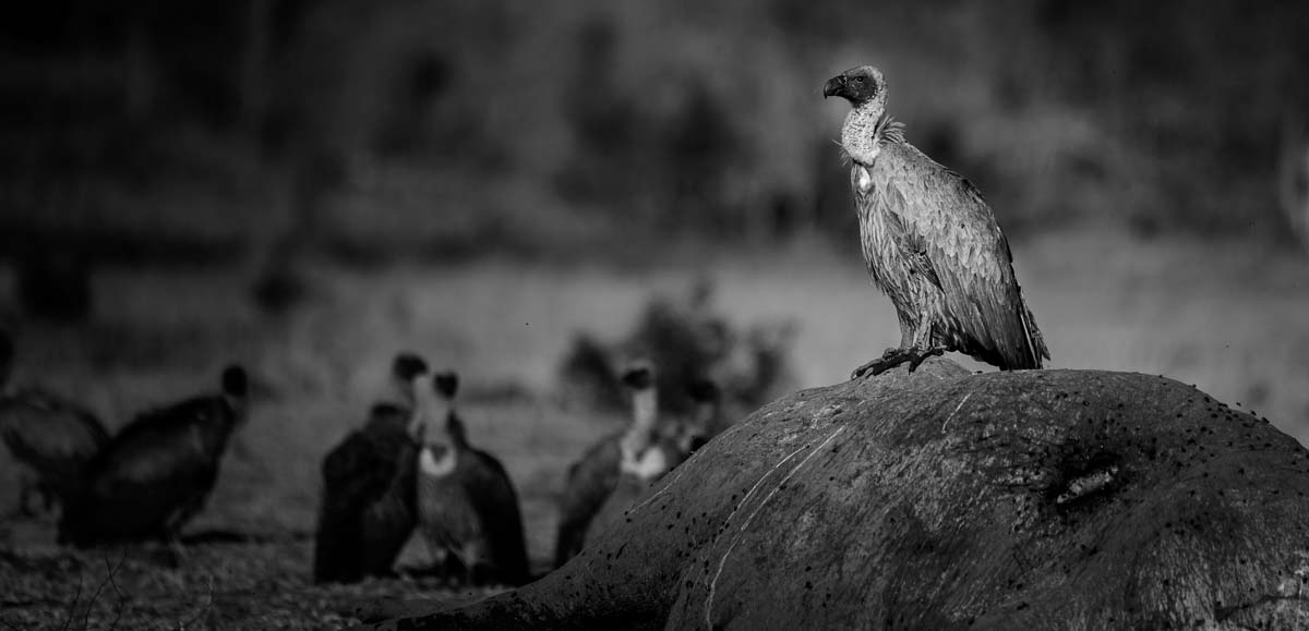 10Mike Palmer Vulture 260616 1 10Mike Palmer Vulture 260616 1