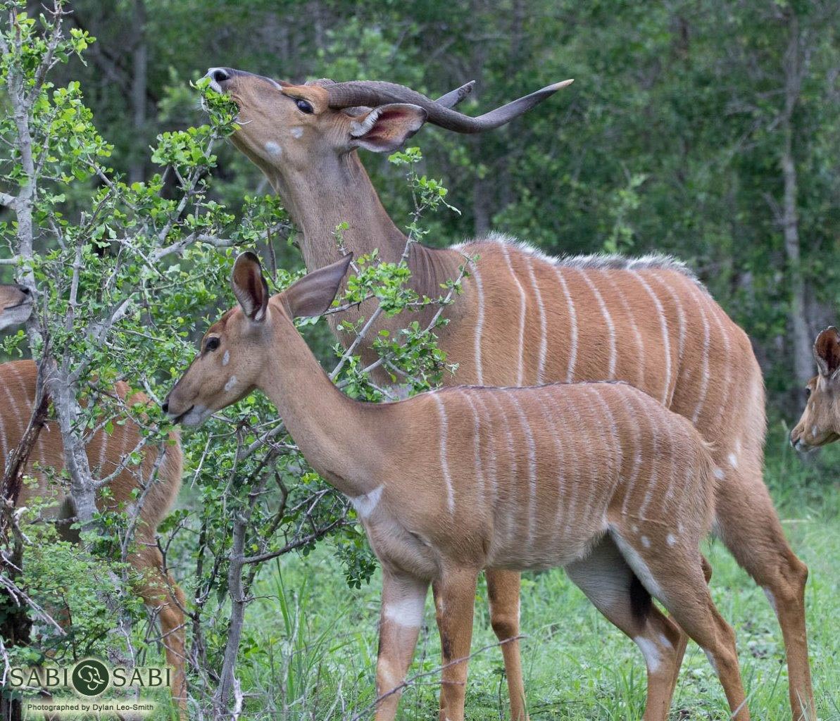 48Dylan Leo Smith Blonde Nyala Final 48Dylan Leo Smith Blonde Nyala Final