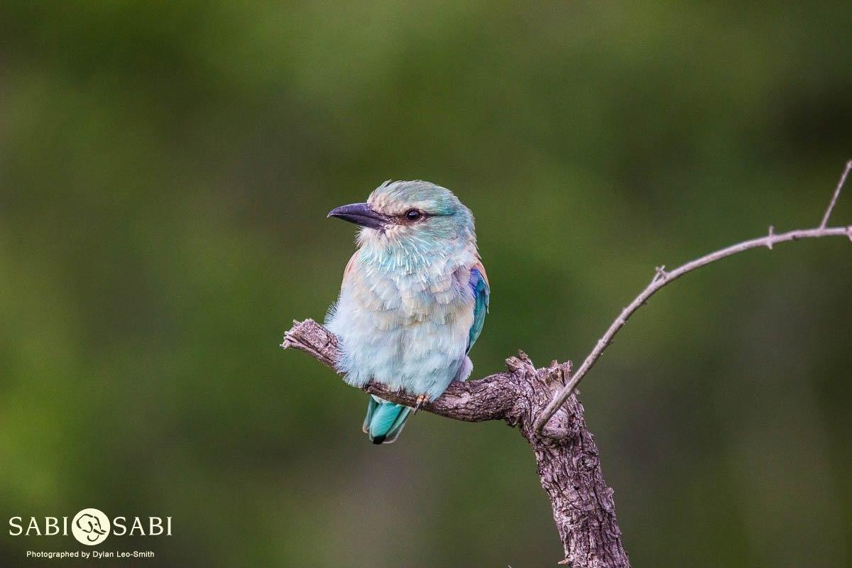 53Dylan Leo Smith European Roller Final 53Dylan Leo Smith European Roller Final