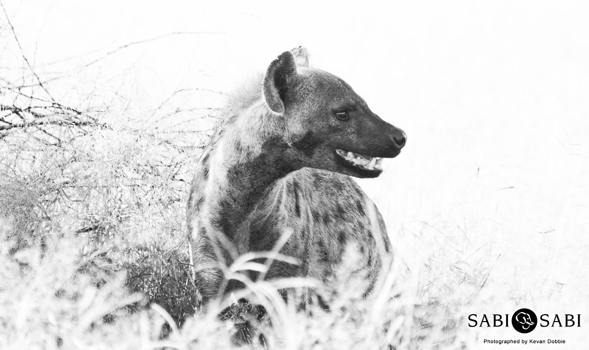 Kevan Dobbie Hyena 04 Final Kevan Dobbie Hyena 04 Final