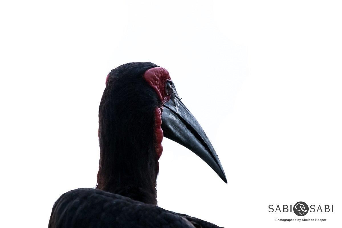22Sheldon Hooper HIKEY Hornbill02 03 17 Final 22Sheldon Hooper HIKEY Hornbill02 03 17 Final