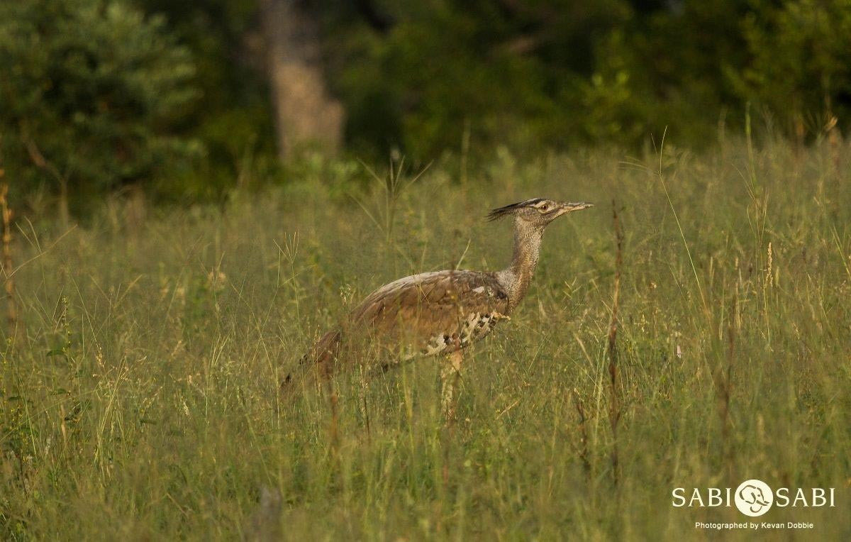 23Kevan Dobbie Kori Bustard Final 23Kevan Dobbie Kori Bustard Final