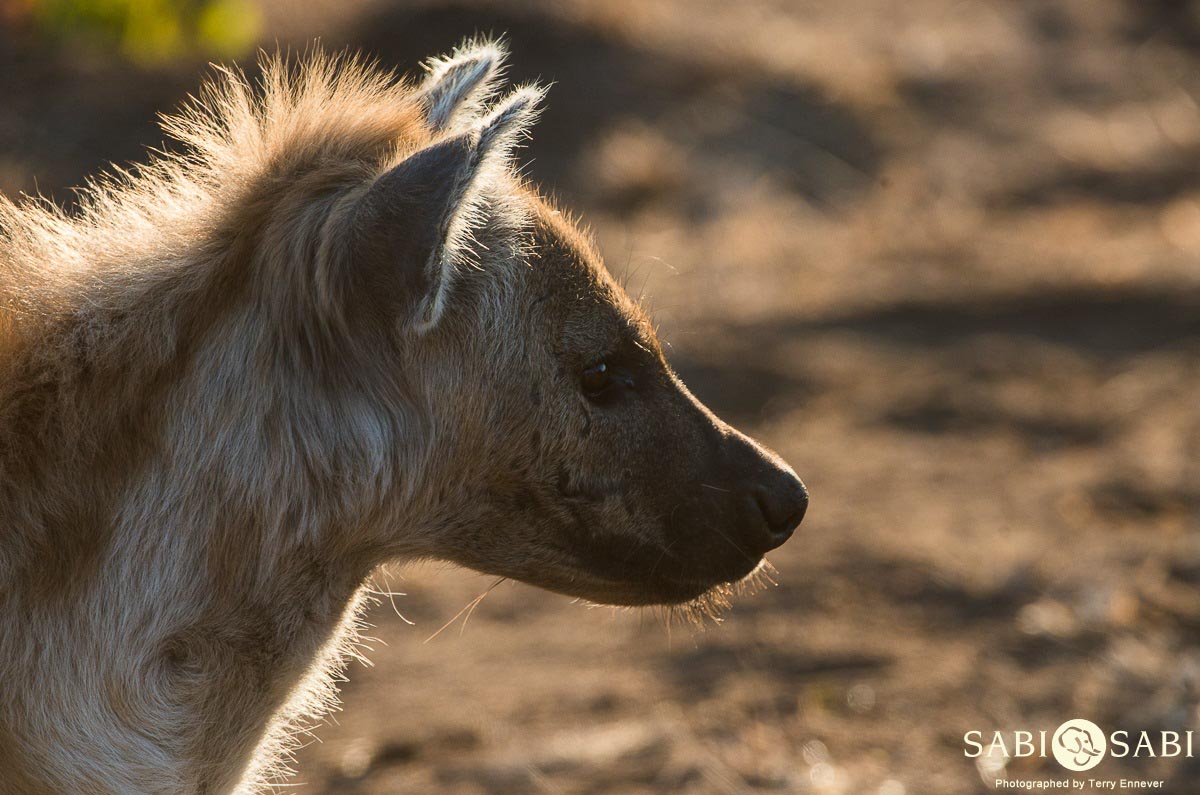 05Terry Ennever Lions 230716 3 Final 05Terry Ennever Lions 230716 3 Final
