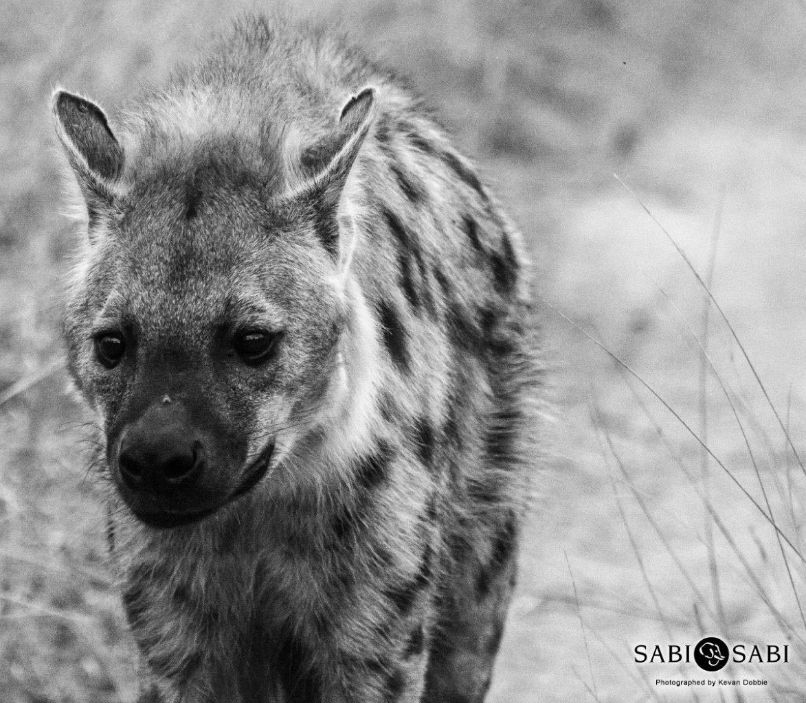 34Kevan Dobbie Hyena 2708 Final 34Kevan Dobbie Hyena 2708 Final