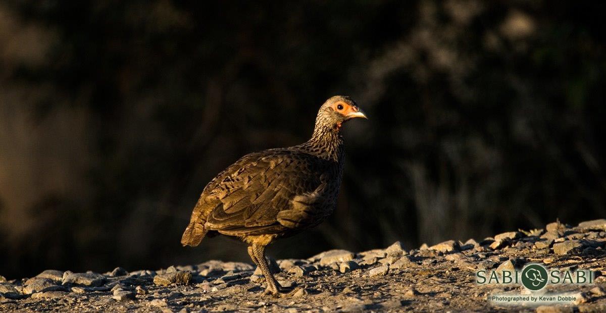 36Kevan Dobbie Swainsons Spurfowl 2707 Final 36Kevan Dobbie Swainsons Spurfowl 2707 Final