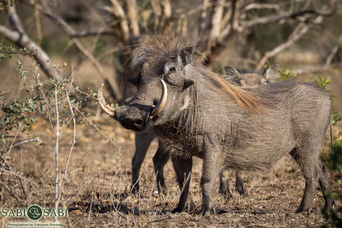04Franscois Rosslee Warthog 1 Of 1 Final 04Franscois Rosslee Warthog 1 Of 1 Final