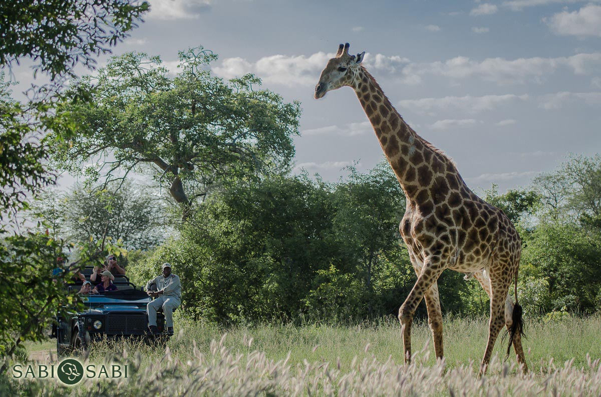 05Safari 50 05Safari 50