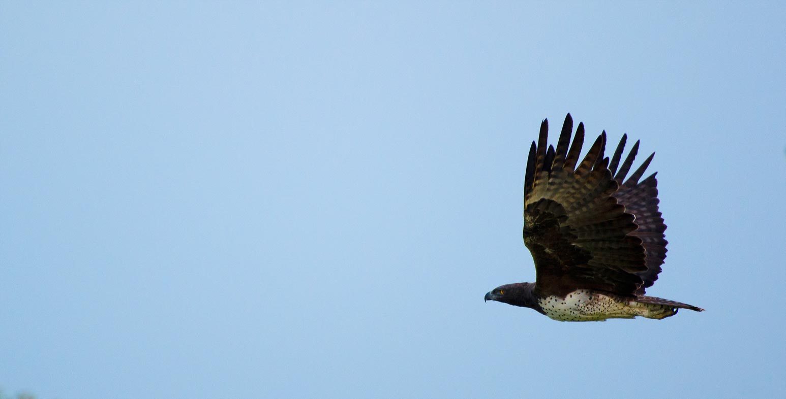 03April12 Birds In Flight Calvin Kotze1 03April12 Birds In Flight Calvin Kotze1