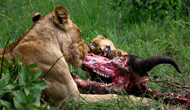 08Jan13 Lion Kill 08Jan13 Lion Kill