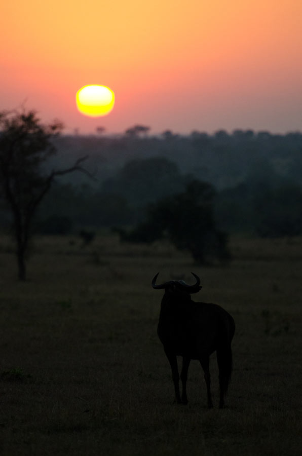 10July2012 Wildebeest Sunrise Unedited 10July2012 Wildebeest Sunrise Unedited